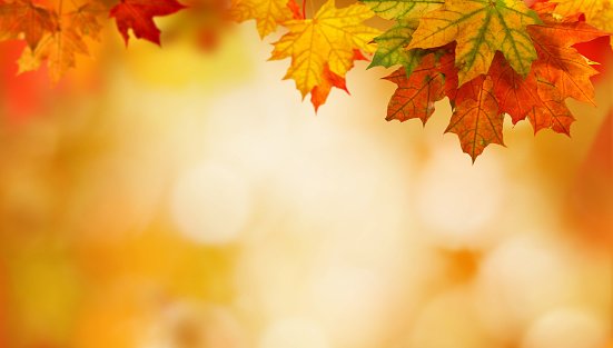 autumn background with maple leaves